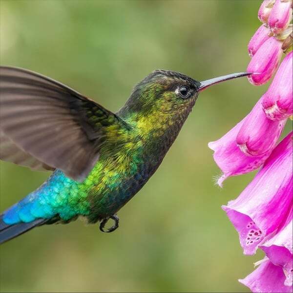 Cover art for The Dance of Love